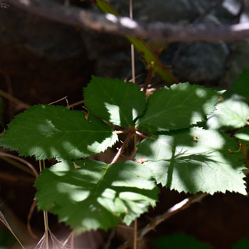Whitebark Raspberry leaves are bright green above and white-tomentose below; leaves are pinnately-compound with 3 to 7 shallow lobed leaflets; margins are often doubly serrate. Rubus leucodermis Whitebark Raspberry leaves are bright green above and white-tomentose below; leaves are pinnately-compound with 3 to 7 shallow lobed leaflets; margins are serrate. Rubus leucodermis